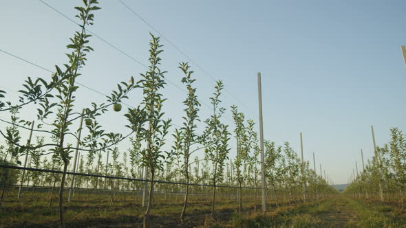 Panorama of Young Green Apple Trees on Plantation