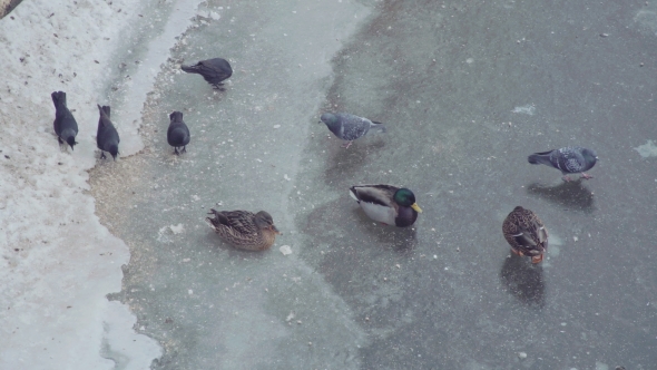 Wild Ducks. Many Mallards Walk on Ice of Partly Frozen Pond