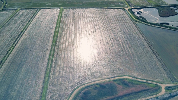 Aerial Flight Above Rice Fields