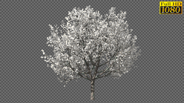 Blossoming Tree in Spring