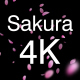 3 Sakura Petals 4K Pack - VideoHive Item for Sale