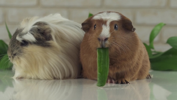 One Guinea Pig Eating Cucumber and Second Thought Stock Footage Video