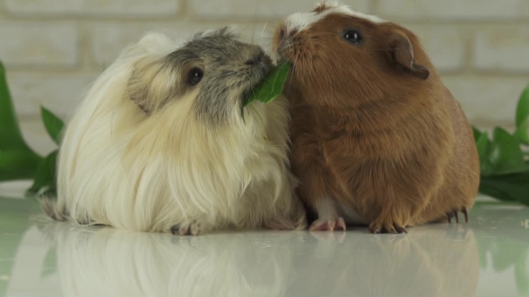 One Guinea Pig Robs Another Cucumber Struggle for Survival  Stock Footage Video