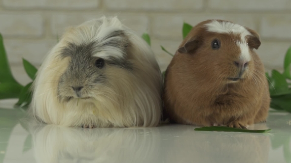Two Guinea Pigs Talk As Announcers on Television Humor Stock Footage Video