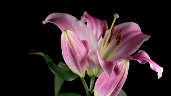 Blossoming Pink Lily