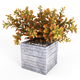 Croton tree - 3DOcean Item for Sale