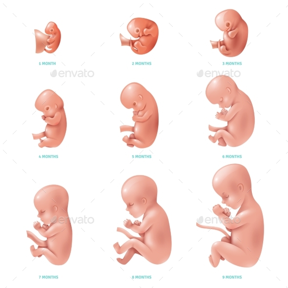 Human Fetus Inside Icon Set