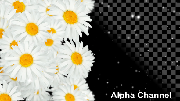 Flowers White Chamomile alt