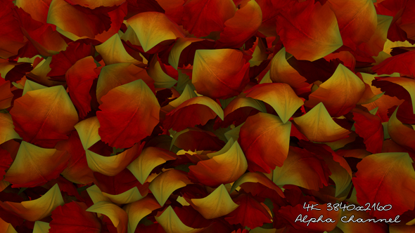 Rain Petals Transition alt