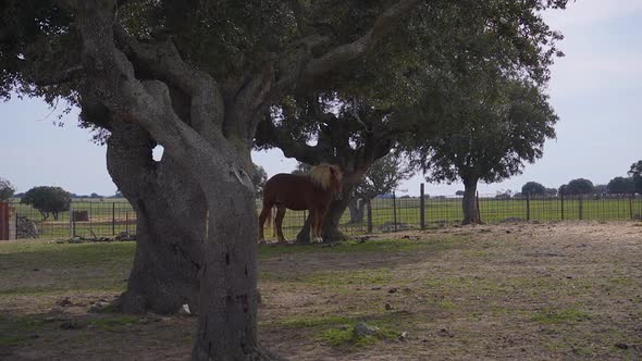 Horse under an oak tree