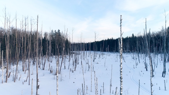 Dead Wood Aerial 2