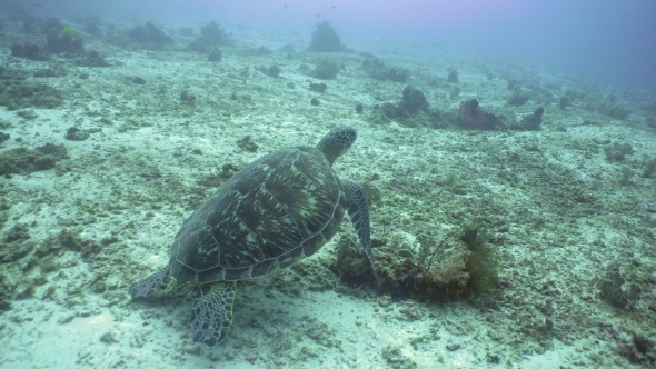 Sea Turtle Under Water