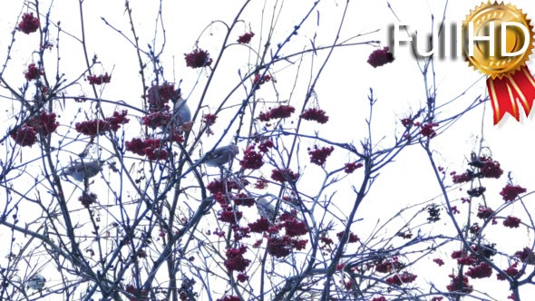 Bohemian Waxwing (Bombycilla Garrulus) Birds