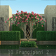 10 Frangipani Tree 2 - 3DOcean Item for Sale