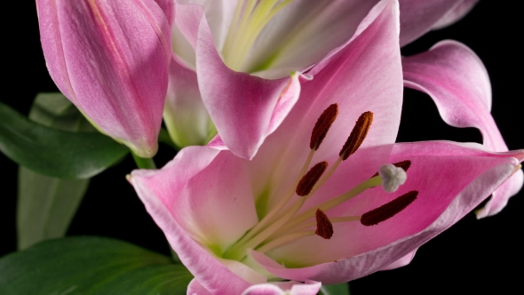 Blossoming Pink Lily