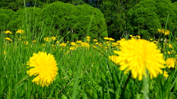 Field with Yellow Dandelions. Sunny Summer Day