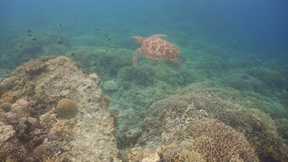 Sea Turtle Under Water