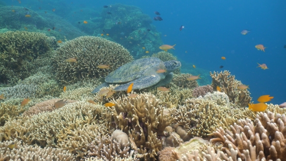 Sea Turtle Under Water.