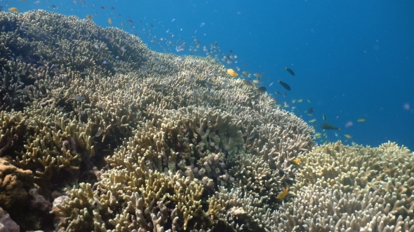 Coral Reef and Tropical Fish in Philippines