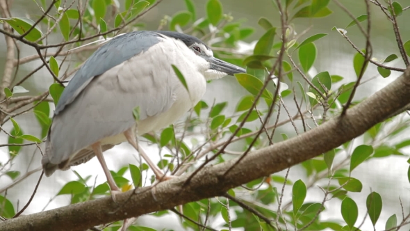 The Black-crowned Night Heron 