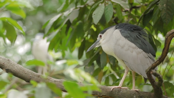 The Black-crowned Night Heron