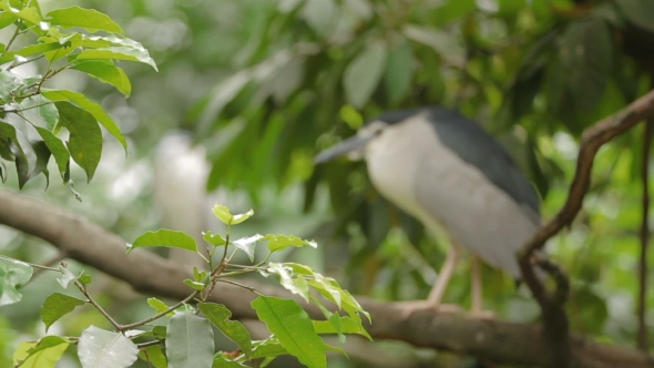 Black-Crowned Night Heron (Nycticorax Nycticorax) Perched on a Tree Branch