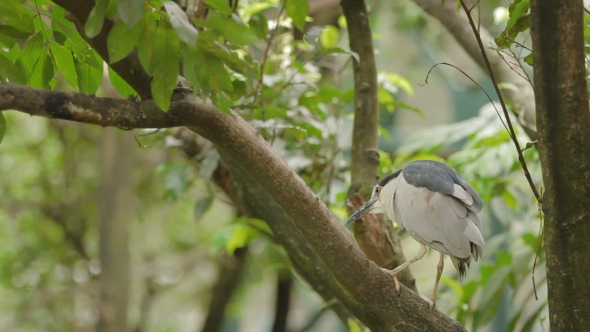 The Black-crowned Night Heron 