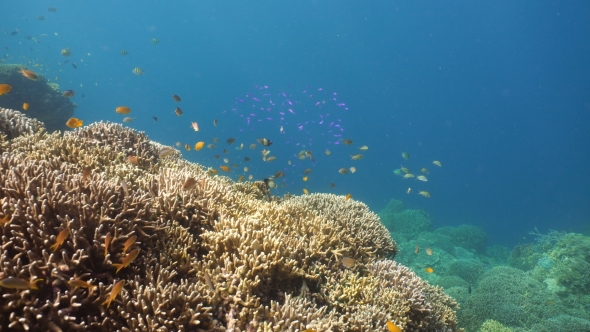 Coral Reef and Tropical Fish in Philippines