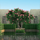 10 Frangipani 3 - 3DOcean Item for Sale