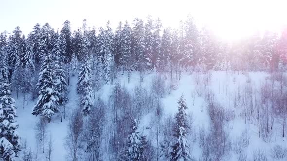 Winter Coniferous Forest. Aerial View
