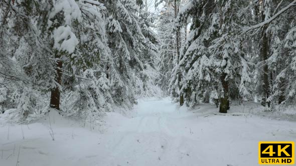 Flying in the Winter Forest