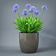 Potted Plant - 3DOcean Item for Sale