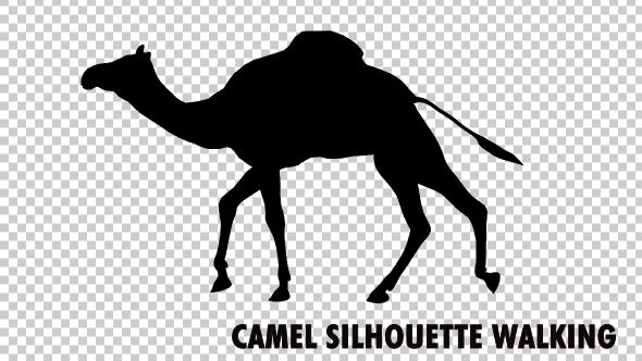 Camel Silhouette alt