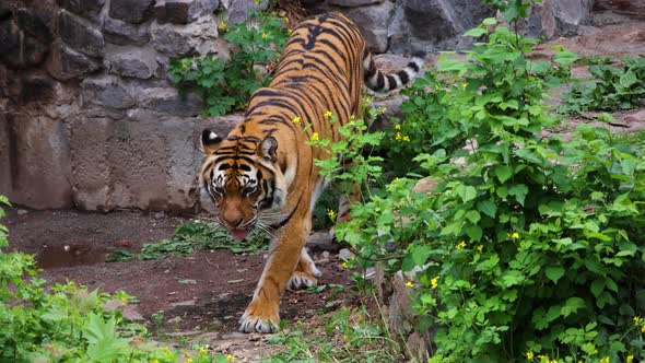 Siberian tiger walking down from rocky hill