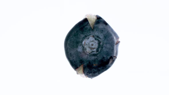 Slow Motion Video of Squeezing and Bursting Blueberry Against White Backgorund. Perfect Abstract
