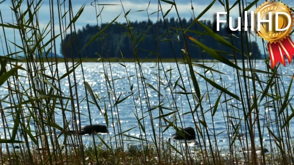 Reed Leaves With Lake at Background