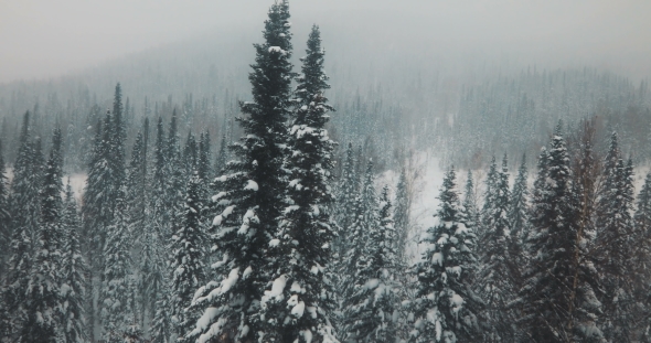 AERIAL: Flying Over the Snowy Forest