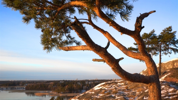 Scandinavian Landscape. Twisted Pine on the Cliff Over the Baltic Sea