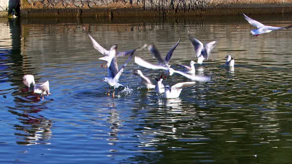 Group Of Seagulls Flying Over And Landing On Sea Water 4