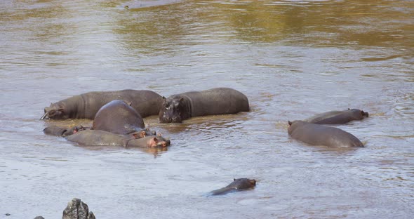 Hippos standing in water