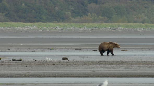 Grizzly Bear Walking Back and Forth on Stream