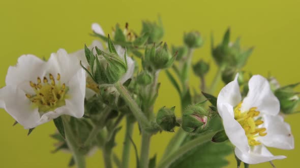 Timelapse of a Blooming Strawberry on a Yellow Background