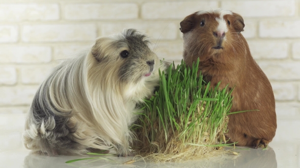 Guinea Pigs Breed Golden American Crested and Coronet Cavy Eat Germinated Oats Stock Footage Video
