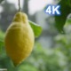 Lemon On A Tree Branch - VideoHive Item for Sale