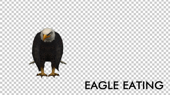 Eagle Eating alt