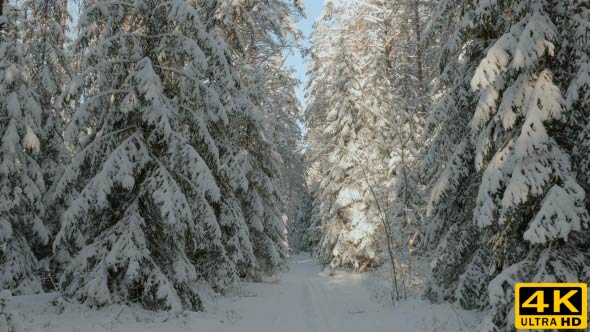 Sun Rays on Pathway in the Winter Forest