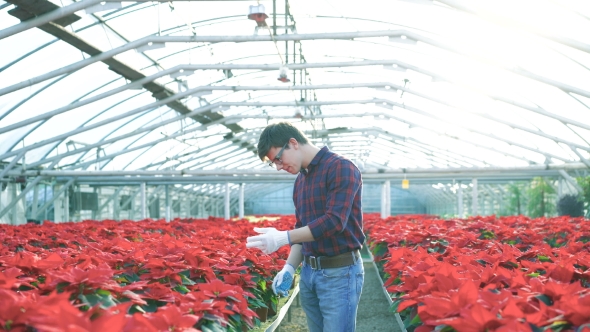 Gardener Examining Red Flowerpots in Gardenhouse
