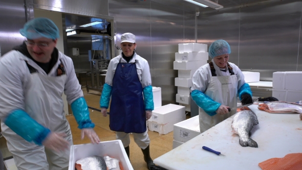 Working Team In A Seafood Processing Factory. Man Sprinkles Spices on the Fish