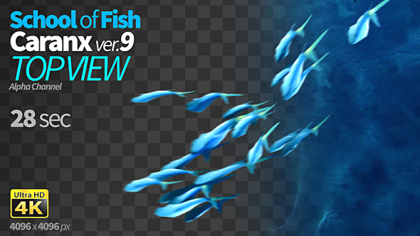 School of Fish Caranx-9 alt