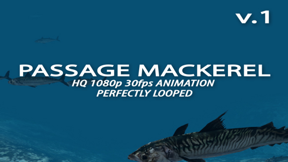 Passage Mackerel 1
